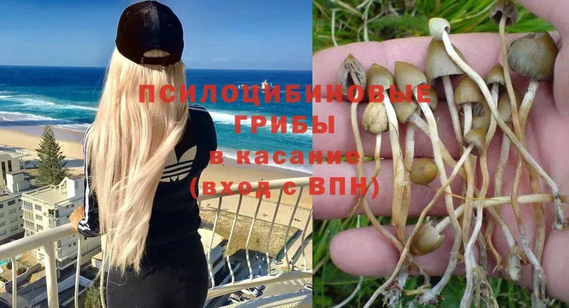 KRAKEN как зайти  Барабинск  Псилоцибиновые грибы Psilocybine cubensis 